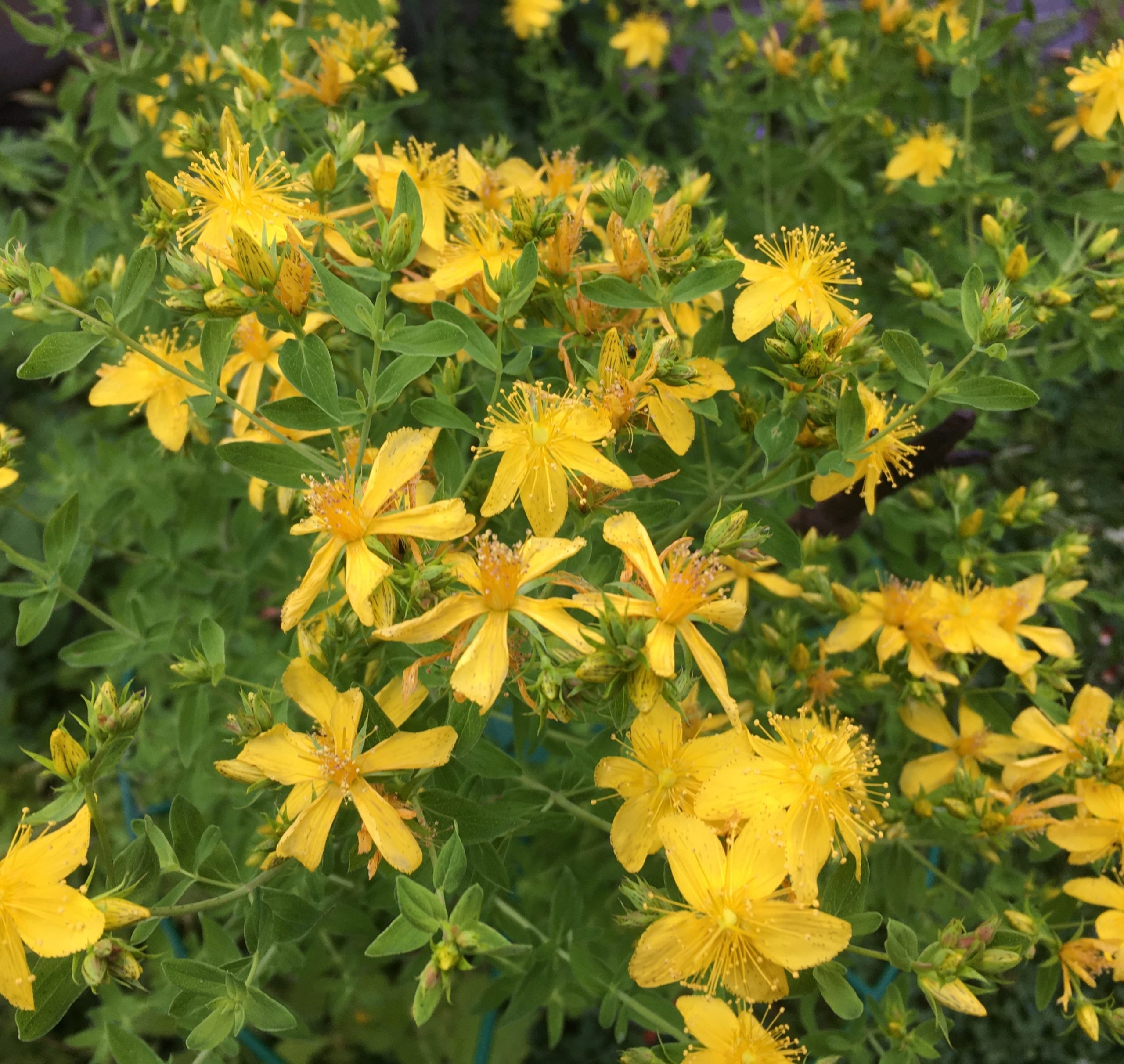 Im Garten geht die Sonne auf Meine kleine Wiese