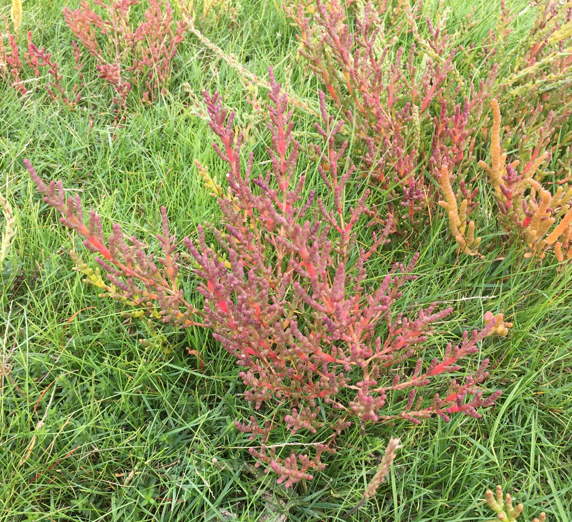 Der Queller macht auf Herbst Meine kleine Wiese