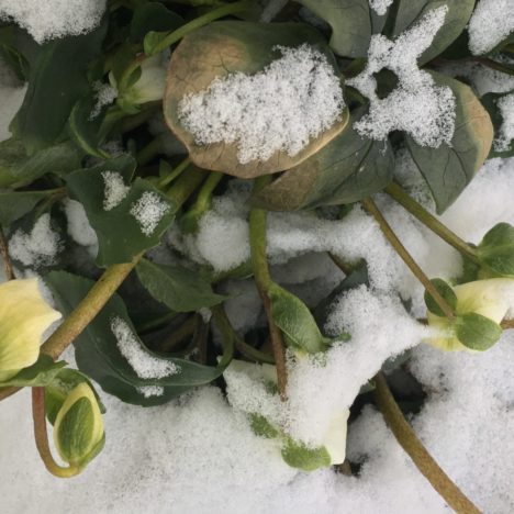 Blüten unterm Schnee