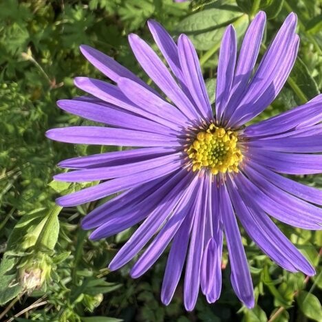 Die Welt in einem Garten