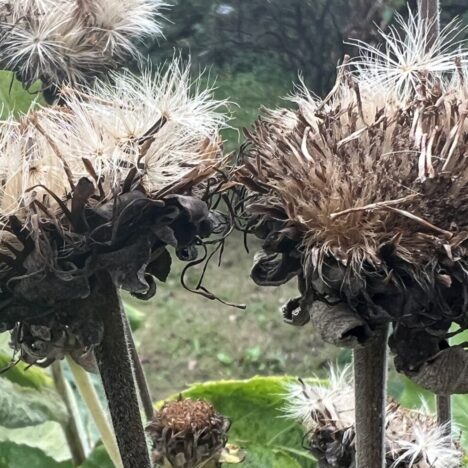 Herbstzeitlosen-Klimawandel