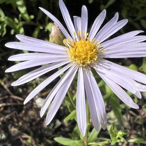 „Späti“ im Garten