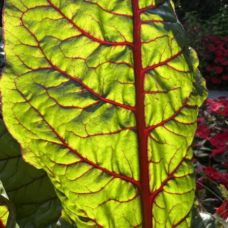 Tropen im Garten